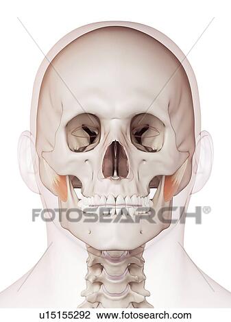 Stock Image - Human facial muscles. Fotosearch