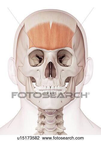 Human facial muscles View Large Photo Image Stock Image - Human facial muscles. Fotosearch