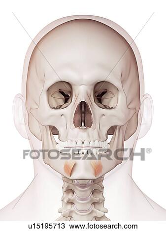 Stock Image - Human facial muscles. Fotosearch