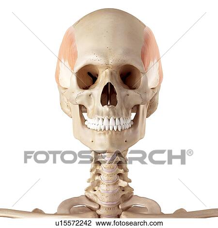Human facial muscles View Large Photo Image Stock Image - Human facial muscles. Fotosearch