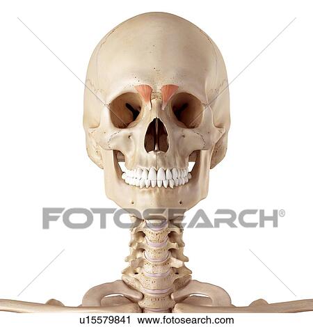 Stock Image - Human facial muscles. Fotosearch