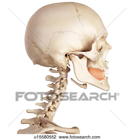 Stock Image - Human facial muscles. Fotosearch