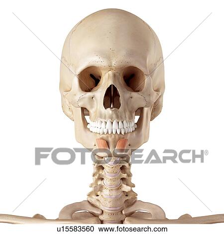 Human facial muscles View Large Photo Image Stock Image - Human facial muscles. Fotosearch