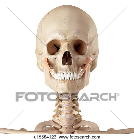 Stock Image - Human facial muscles. Fotosearch