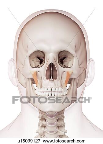Stock Photo - Human facial muscles. Fotosearch