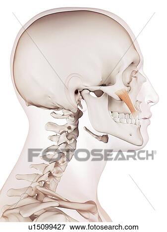 Human facial muscles View Large Photo Image Stock Photo - Human facial muscles. Fotosearch