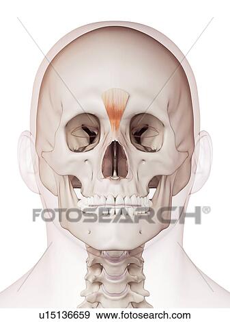 Human facial muscles View Large Photo Image Stock Photo - Human facial muscles. Fotosearch