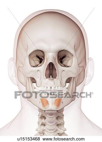 Stock Photo - Human facial muscles. Fotosearch