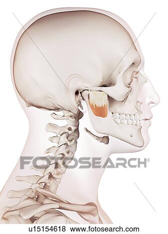 Stock Photo - Human facial muscles. Fotosearch