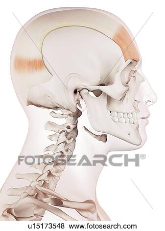 Stock Photo - Human facial muscles. Fotosearch