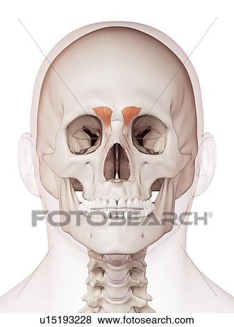 Stock Photo - Human facial muscles. Fotosearch