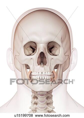 Stock Photo - Human facial muscles. Fotosearch