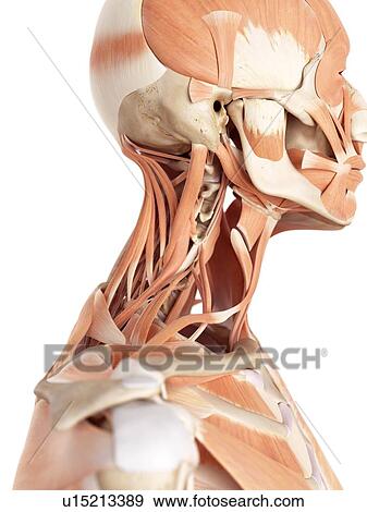 Stock Photo - Human facial muscles. Fotosearch