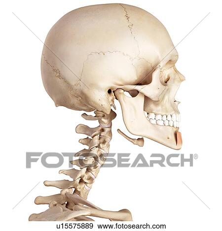 Stock Photo - Human facial muscles. Fotosearch