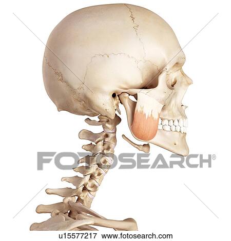 Stock Photo - Human facial muscles. Fotosearch