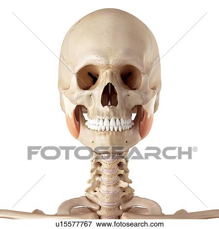 Stock Photo - Human facial muscles. Fotosearch
