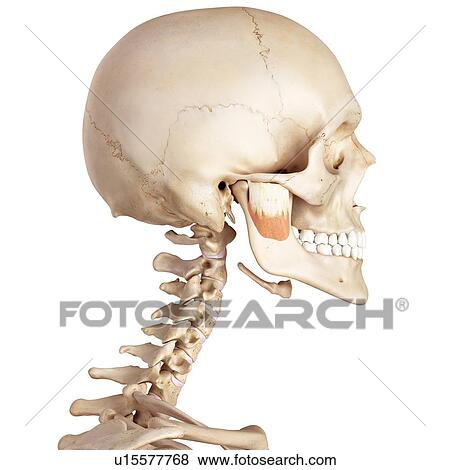 Stock Photo - Human facial muscles. Fotosearch