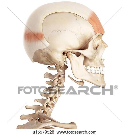 Stock Photo - Human facial muscles. Fotosearch