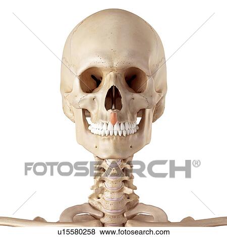 Human facial muscles View Large Photo Image Stock Photo - Human facial muscles. Fotosearch