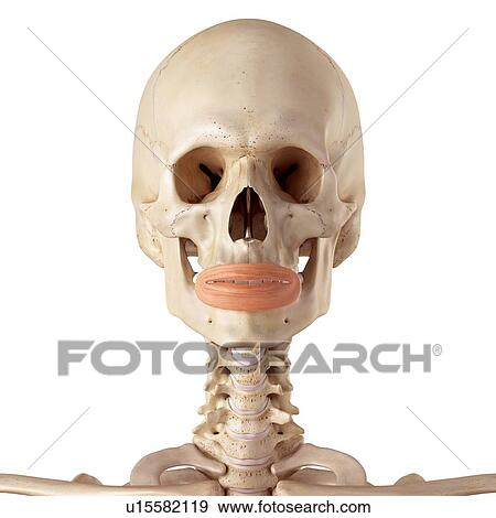 Human facial muscles View Large Photo Image Stock Photo - Human facial muscles. Fotosearch