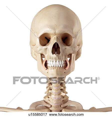 Stock Photo - Human facial muscles. Fotosearch