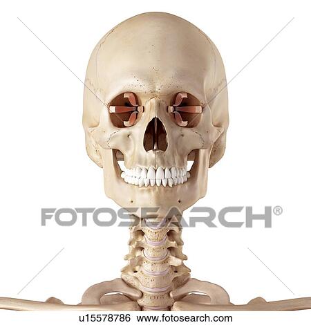 Human facial muscles View Large Photo Image Stock Photograph - Human facial muscles. Fotosearch
