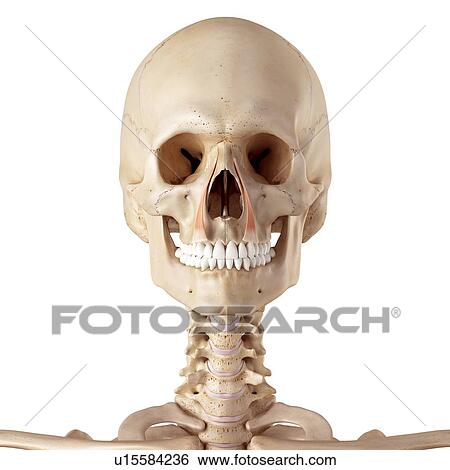 Stock Photograph - Human facial muscles. Fotosearch