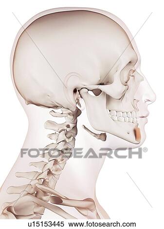 Human facial muscles View Large Photo Image Stock Photography - Human facial muscles. Fotosearch