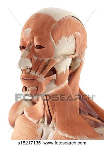 Stock Photography - Human facial muscles. Fotosearch