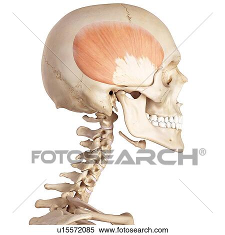 Stock Photography - Human facial muscles. Fotosearch