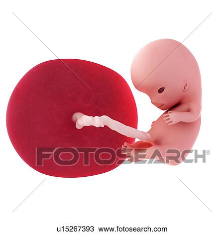 Stock Image - Human fetus age 10 weeks. Fotosearch