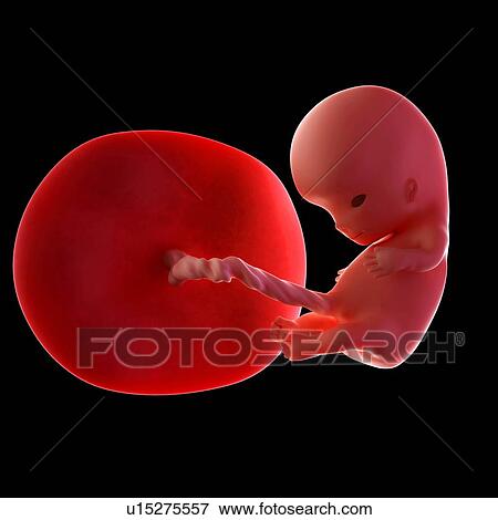 Human fetus age 10 weeks View Large Photo Image Stock Photo - Human fetus age 10 weeks. Fotosearch