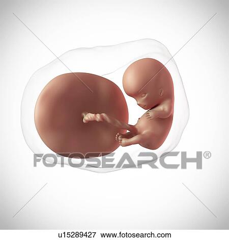 Human fetus age 10 weeks View Large Photo Image Stock Photo - Human fetus age 10 weeks. Fotosearch