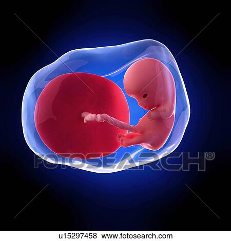 Human fetus age 10 weeks View Large Photo Image Stock Photo - Human fetus age 10 weeks. Fotosearch