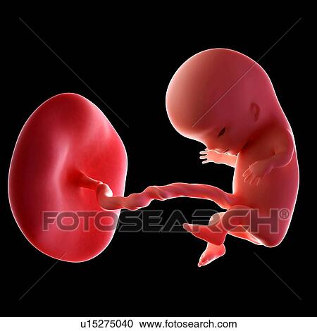 Stock Image - Human fetus age 11 weeks. Fotosearch