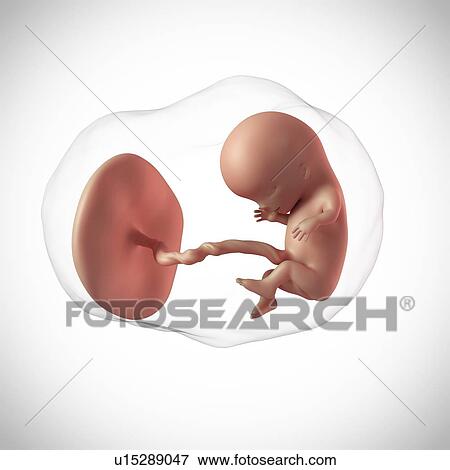 Human fetus age 11 weeks View Large Photo Image Stock Photo - Human fetus age 11 weeks. Fotosearch