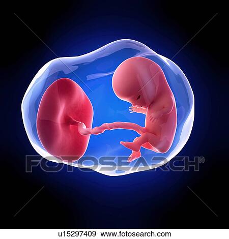 Human fetus age 11 weeks View Large Photo Image Stock Photo - Human fetus age 11 weeks. Fotosearch