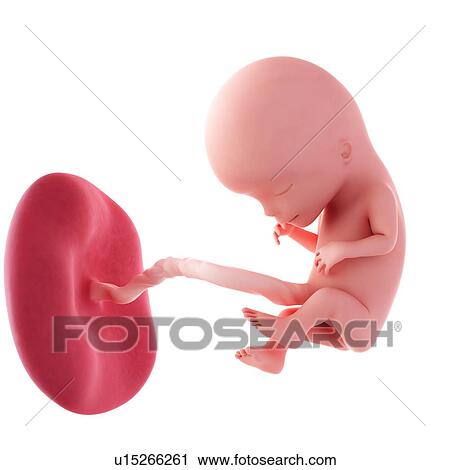 Human fetus age 12 weeks View Large Photo Image Stock Image - Human fetus age 12 weeks. Fotosearch