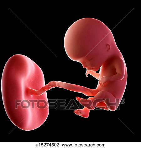 Human fetus age 12 weeks View Large Photo Image Stock Image - Human fetus age 12 weeks. Fotosearch