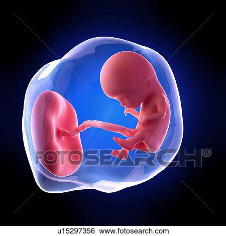 Stock Photograph - Human fetus age 12 weeks. Fotosearch