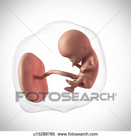 Human fetus age 12 weeks View Large Photo Image Stock Photography - Human fetus age 12 weeks. Fotosearch