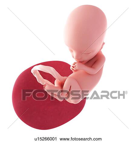 Stock Image - Human fetus age 13 weeks. Fotosearch