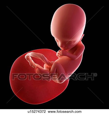 Human fetus age 13 weeks View Large Photo Image Stock Image - Human fetus age 13 weeks. Fotosearch