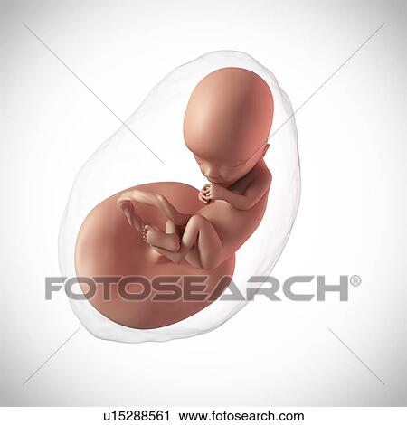 Human fetus age 13 weeks View Large Photo Image Stock Image - Human fetus age 13 weeks. Fotosearch