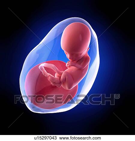 Human fetus age 13 weeks View Large Photo Image Stock Image - Human fetus age 13 weeks. Fotosearch