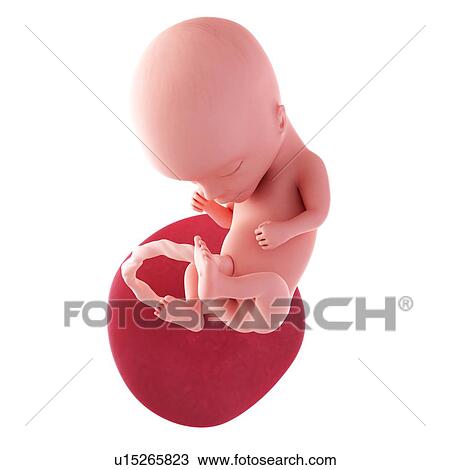 Human fetus age 14 weeks View Large Photo Image Stock Image - Human fetus age 14 weeks. Fotosearch