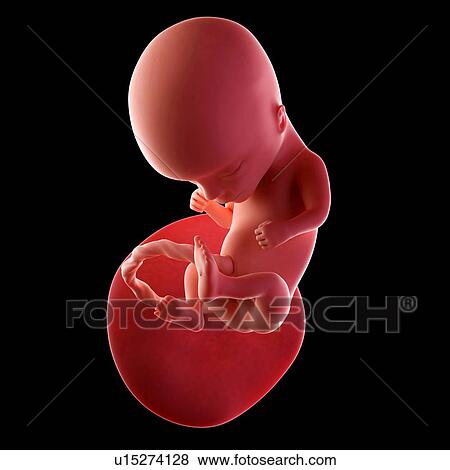 Human fetus age 14 weeks View Large Photo Image Stock Photo - Human fetus age 14 weeks. Fotosearch
