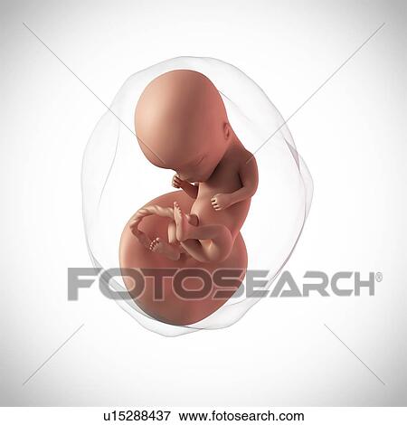Human fetus age 14 weeks View Large Photo Image Stock Photo - Human fetus age 14 weeks. Fotosearch