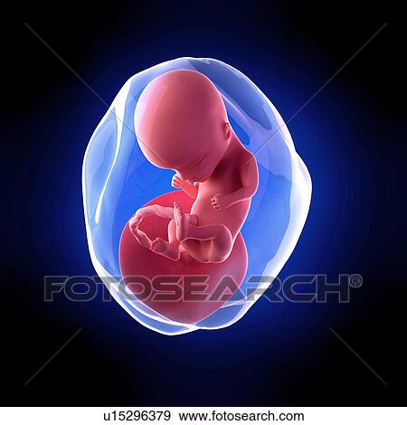 Human fetus age 14 weeks View Large Photo Image Stock Photo - Human fetus age 14 weeks. Fotosearch