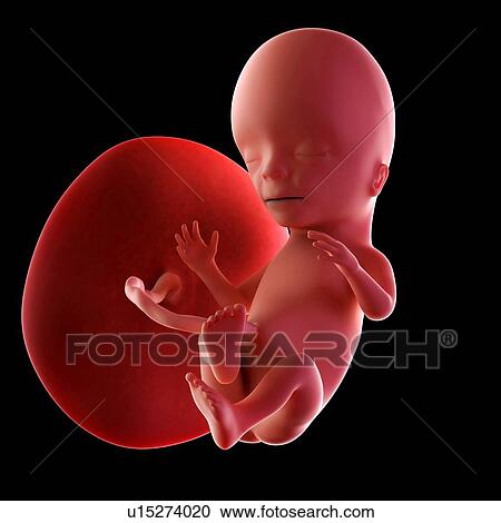Human fetus age 15 weeks View Large Photo Image Stock Image - Human fetus age 15 weeks. Fotosearch